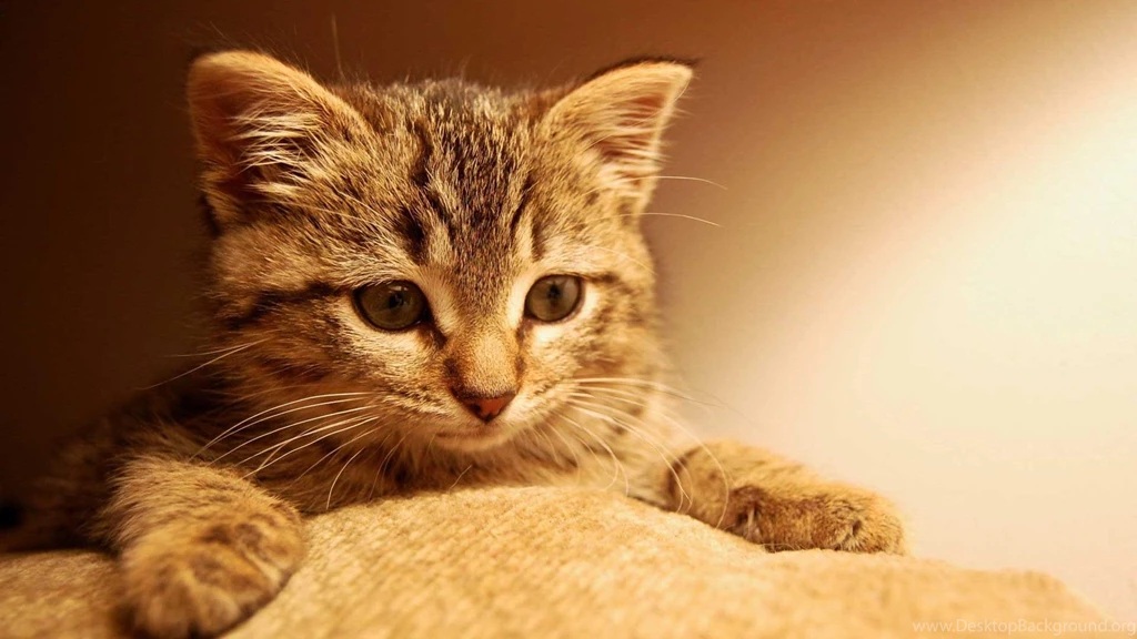 Cute Kitty Backgrounds Wallpapers Widescreen And HD Backgrounds Wallpapers