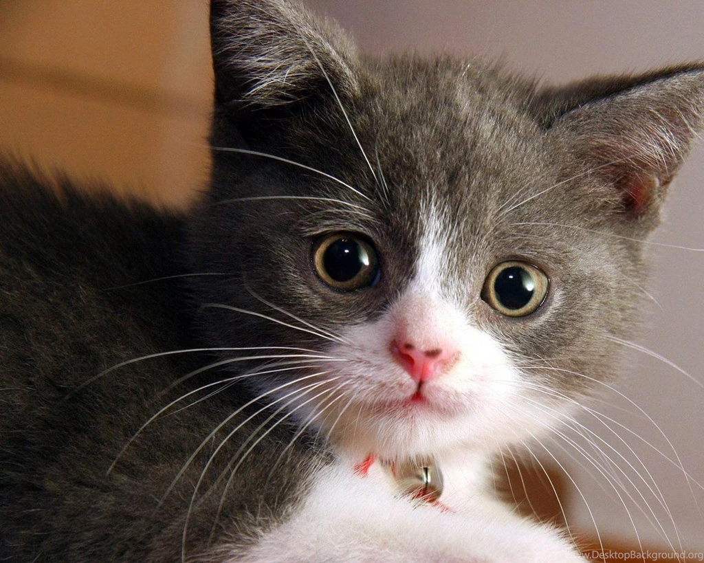 Cute Kitty Face Google Skins, Cute Kitty Face Google Backgrounds ...