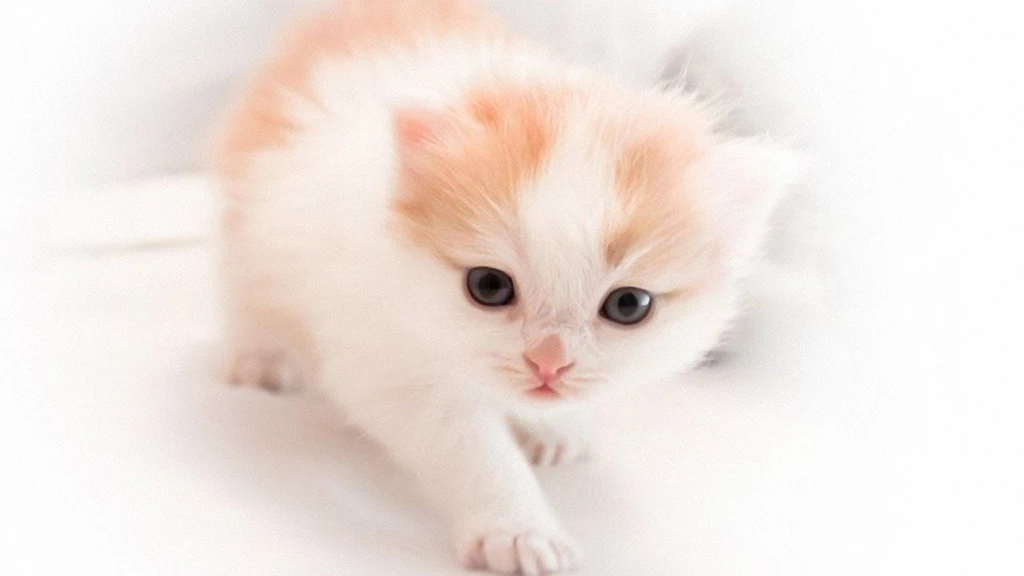 Cats: Cute Kitty Beautiful White Brown Kitten Desktop Backgrounds ...
