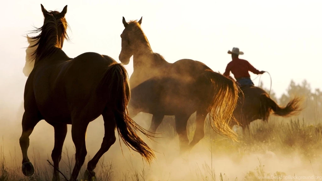Horse Desktop Backgrounds Widescreen And HD Backgrounds Wallpapers