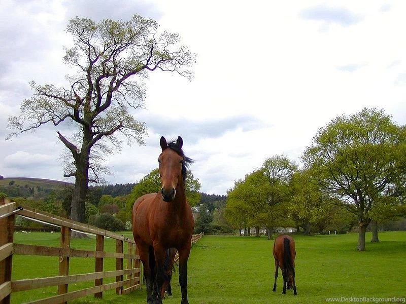 Ee80efa: Horse Wallpapers Desktop Backgrounds