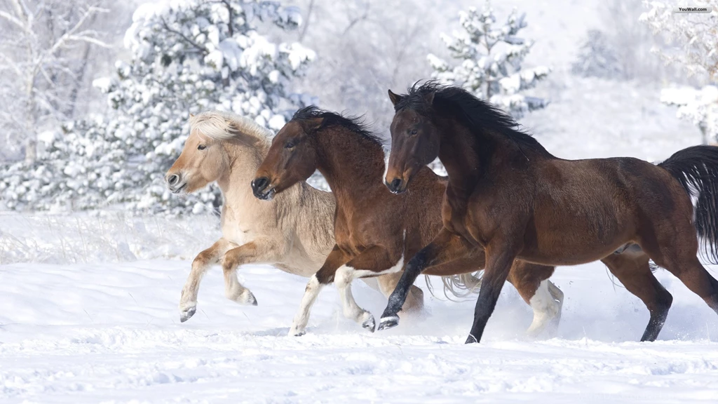 Horse Desktop Backgrounds Themes Free Wallpapers
