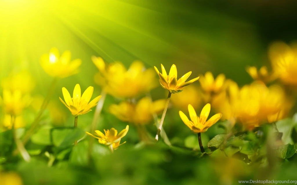 Beautiful Yellow Flowers Backgrounds Wallpapers For Desktop
