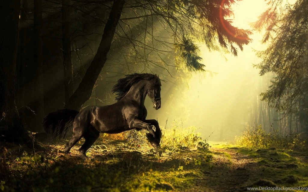 Running Horse Wallpapers HD Desktop Backgrounds
