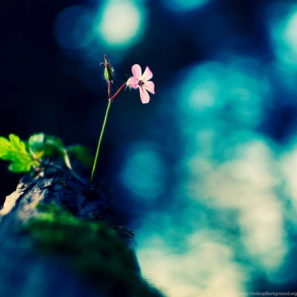 Rocks iPad Wallpapers