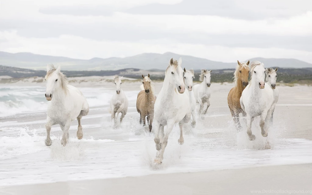 Seven White Running Horses Wallpapers WeSharePics