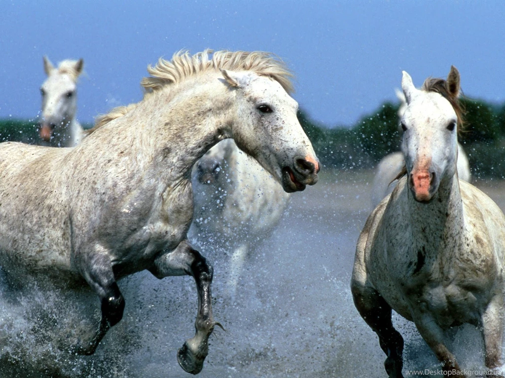 Animals Zoo Park: 9 White Running Horse Wallpapers, White Horses ...