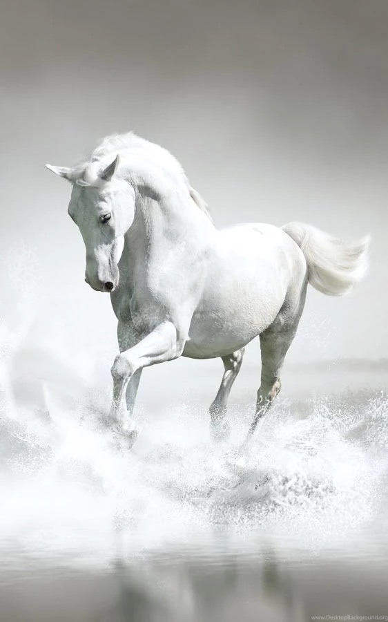 Horses Live Wallpapers   Android Apps On Google Play