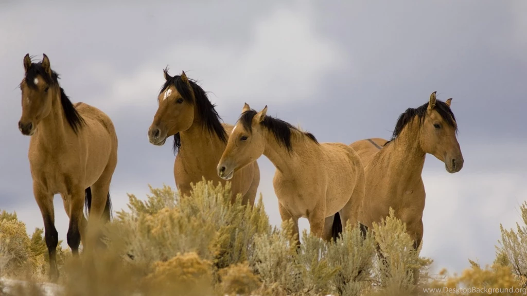 Beautiful Wallpapers: Wild Horses Wallpapers