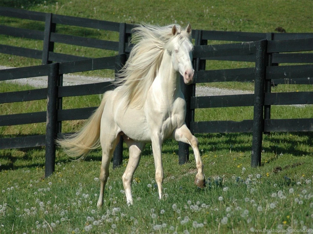 Friesian Horse HD Wallpapers