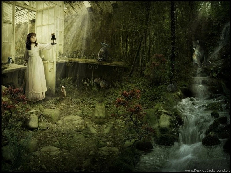 Enchanted Dark Forest Wallpapers
