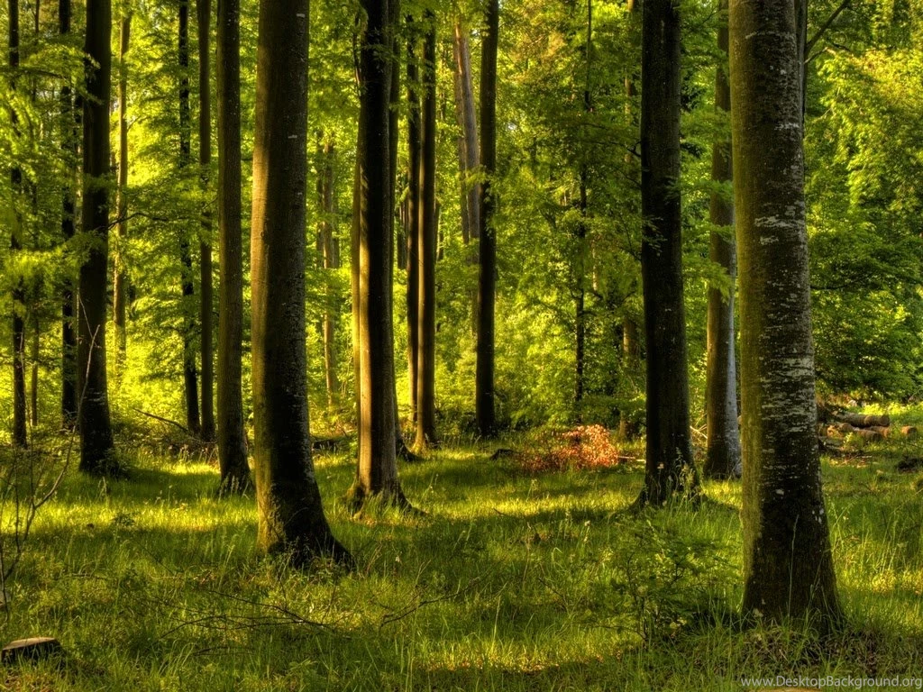 Enchanted Forest Wallpapers HD Wallpapers Pix