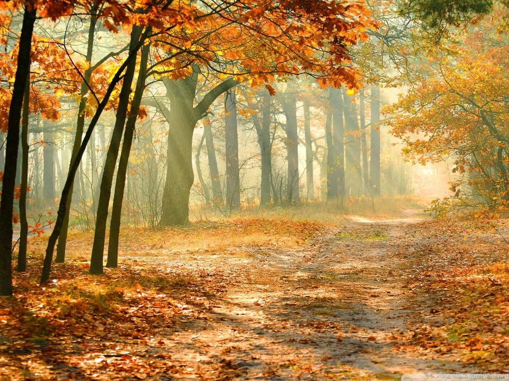 Real Enchanted Forest HD Desktop Wallpapers : High Definition ...