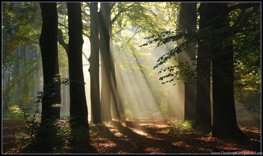 Enchanted Forest Wallpapers