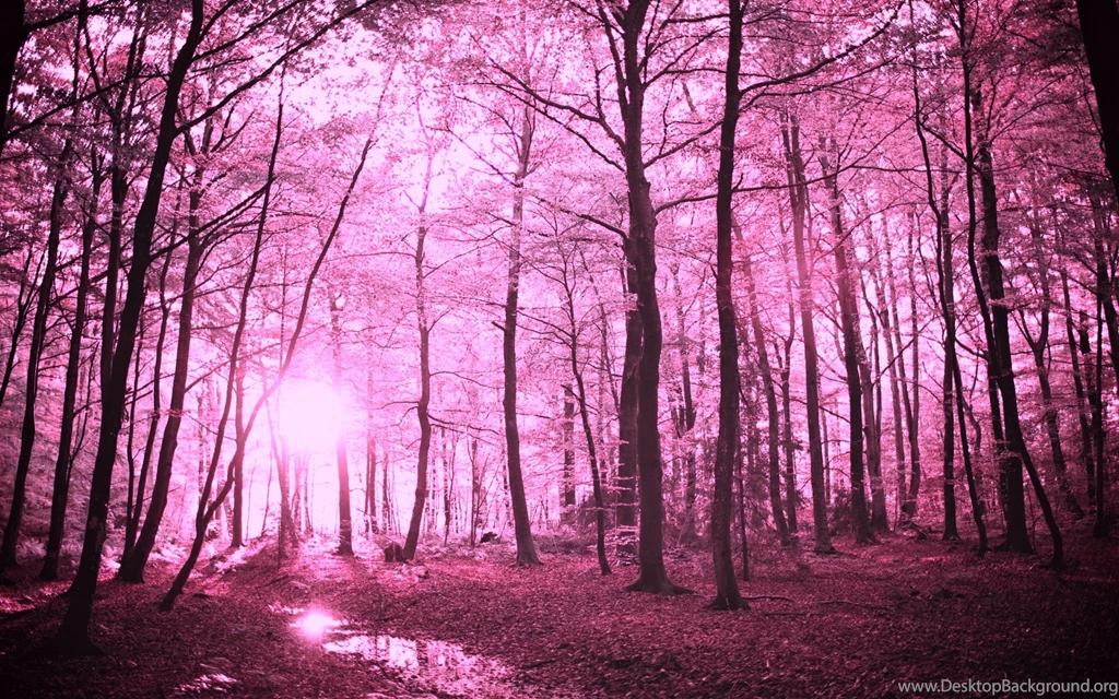 Enchanted Pink Forest HD Wallpapers