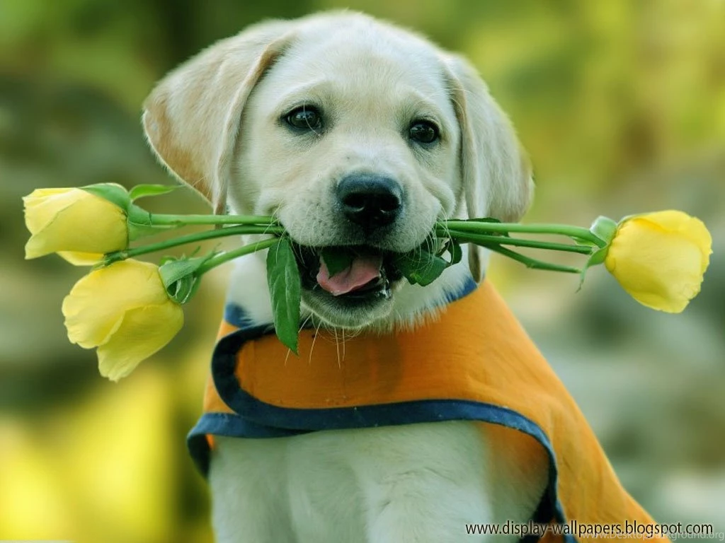 Cute Animals Images Collection (40+)