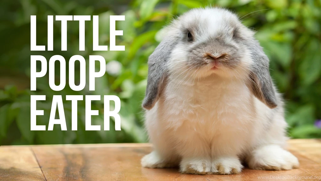 Cute Animals Images Collection (40+)