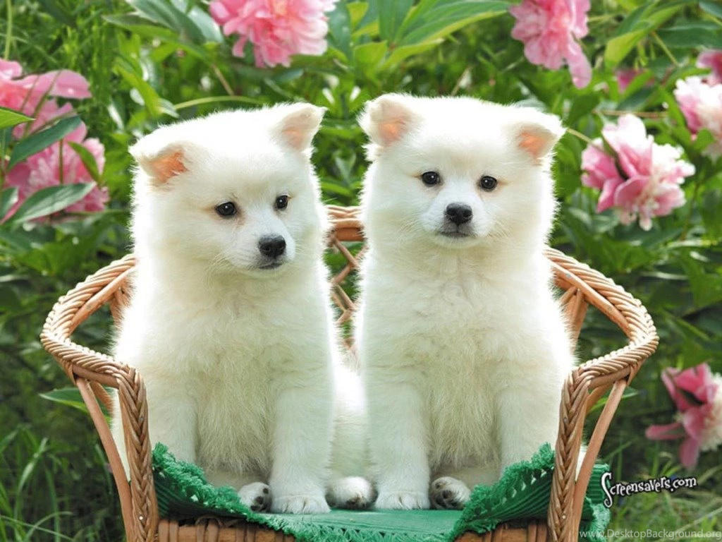 3d Wallpaper Cute Animals Wallpapershit