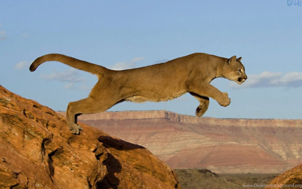 Mountain Lion Jumping