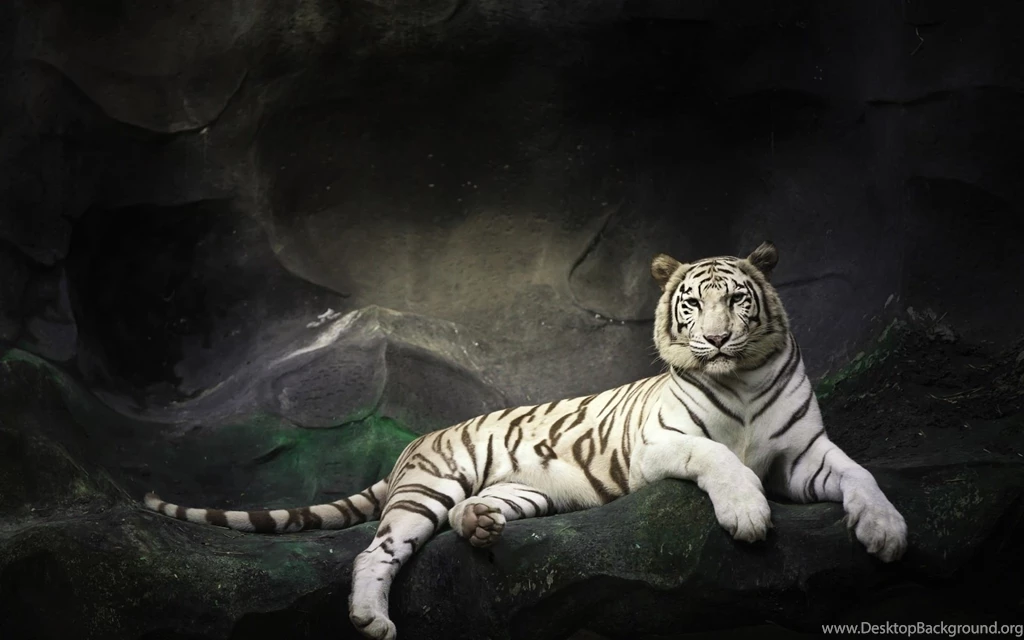 3D Tiger Wallpapers For Desktop HD Wallpapers Inx