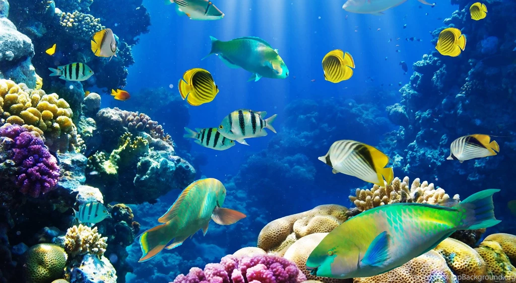 Desktop Fish Wallpapers