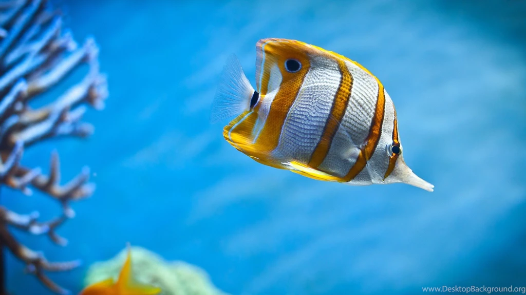 Fish Sea Wallpapers Fisch Meer Wasser Korallen   Bullsh!ft   Oh My ...