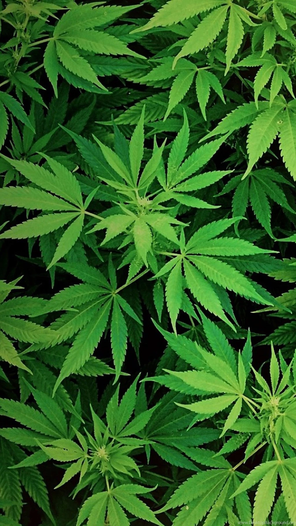 Weed Samsung Wallpapers, Samsung Galaxy S5, Galaxy S4, Galaxy Note ...