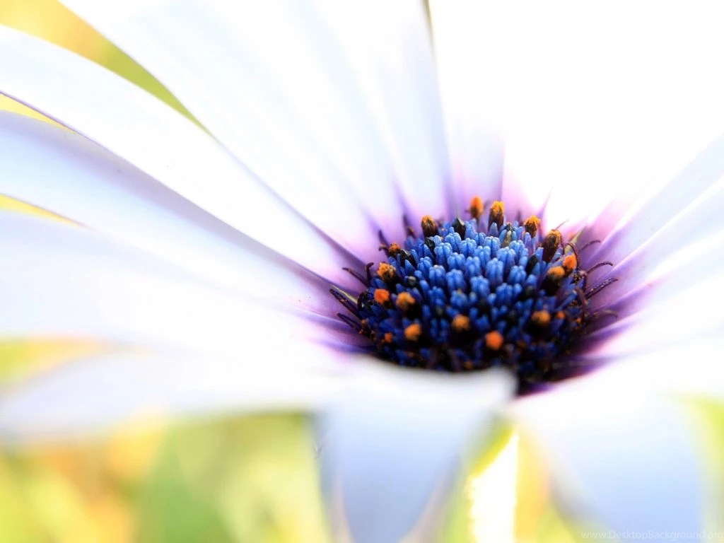 High Resolution Beauty Full HD Wallpapers SiWallpaperHD 19858