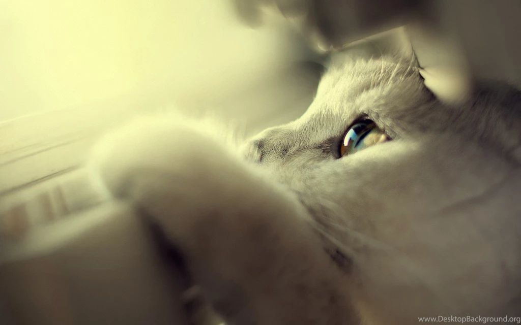 CUTE WHITE CAT Online Wallpapers HD
