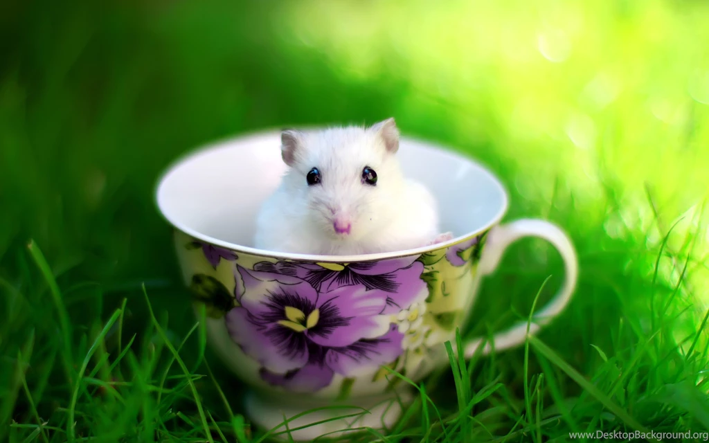 Download Free Latest Wallpaper,desktop Wallpapers