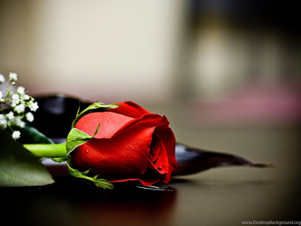 Only Red Roses High Quality Wallpapers