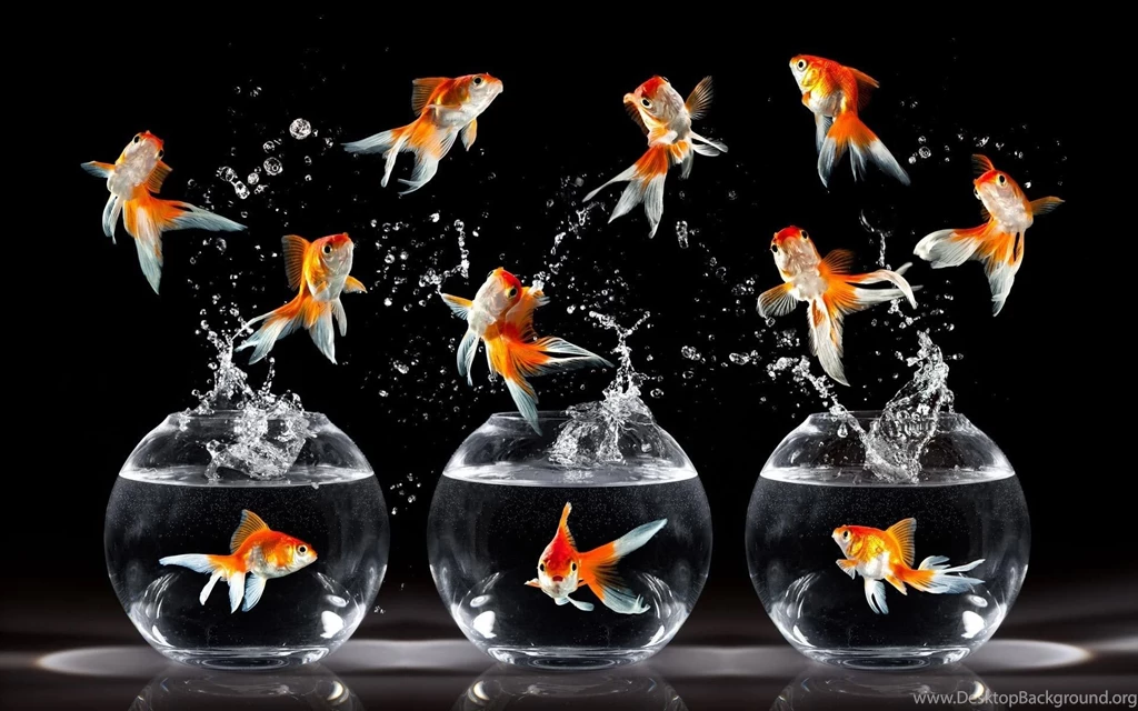 Gold Fish Wallpapers Wallpapers Cave