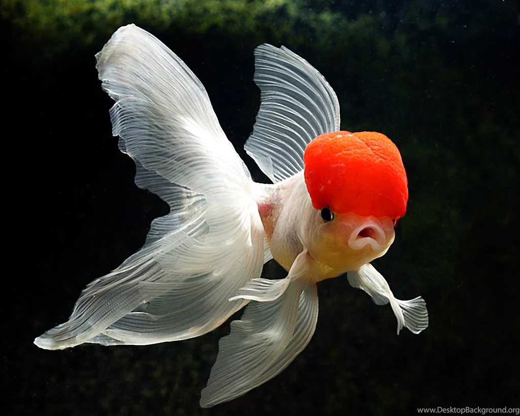 Goldfish Wallpapers