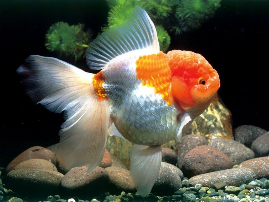 Gold Fish Wallpapers BA3N