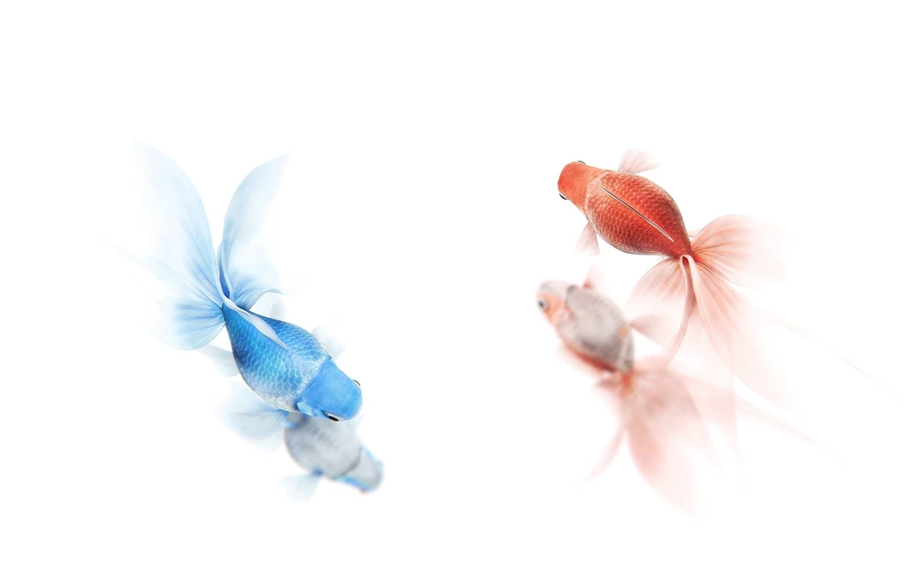 Red Blue Goldfish Wallpapers