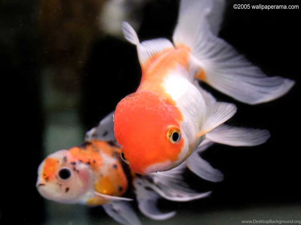 Gold Fish Hd Wallpapers 1080p