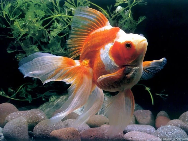 Most Beautiful Fishes