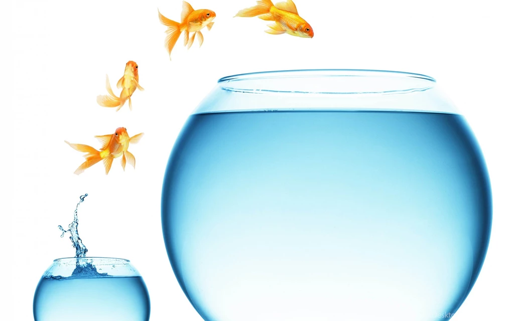 Cat Goldfish Aquarium