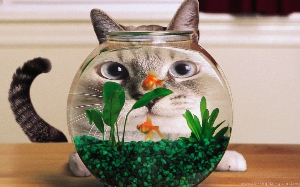 Cat And Gold Fish Wallpapers
