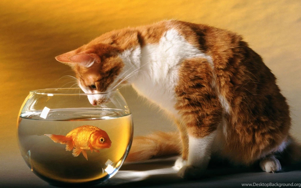 Cat Watching The Goldfish Wallpapers » WallDevil Best Free HD ...