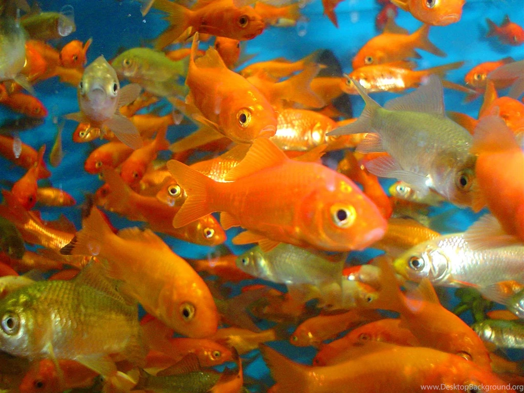 Wallpapers Goldfish Gold Fish 1280x960