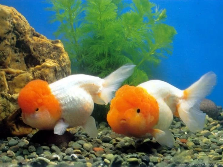 Cute Goldfish Wallpapers Google Search