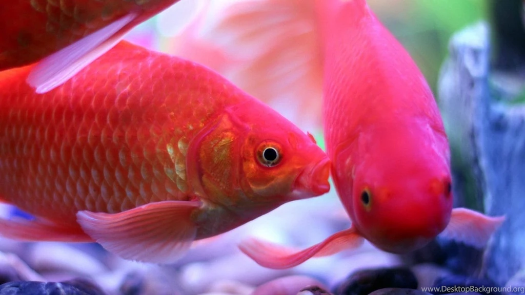 Beautiful Goldfish Close up Wallpapers 1366×768