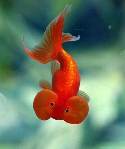 Common Goldfish Wallpapers HD Download
