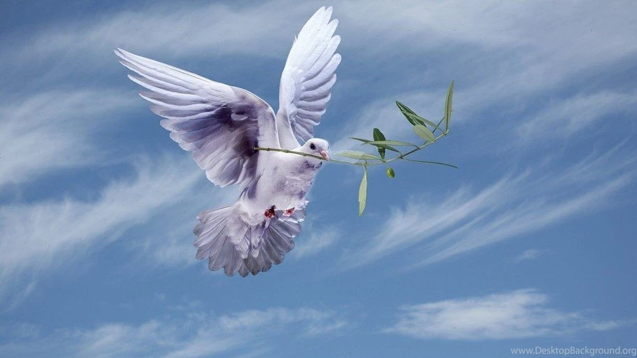 White Dove With An Olive Branch,symbol Of Peace Hd Wallpapers For ...