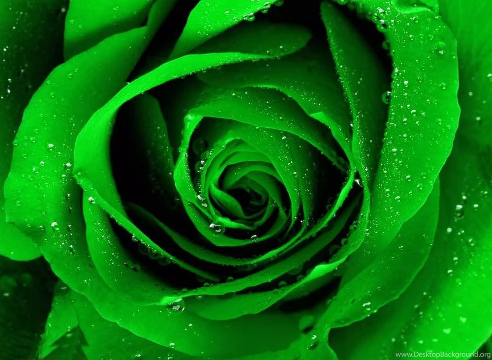 HD Flowers Wallpapers For Laptop Free Download
