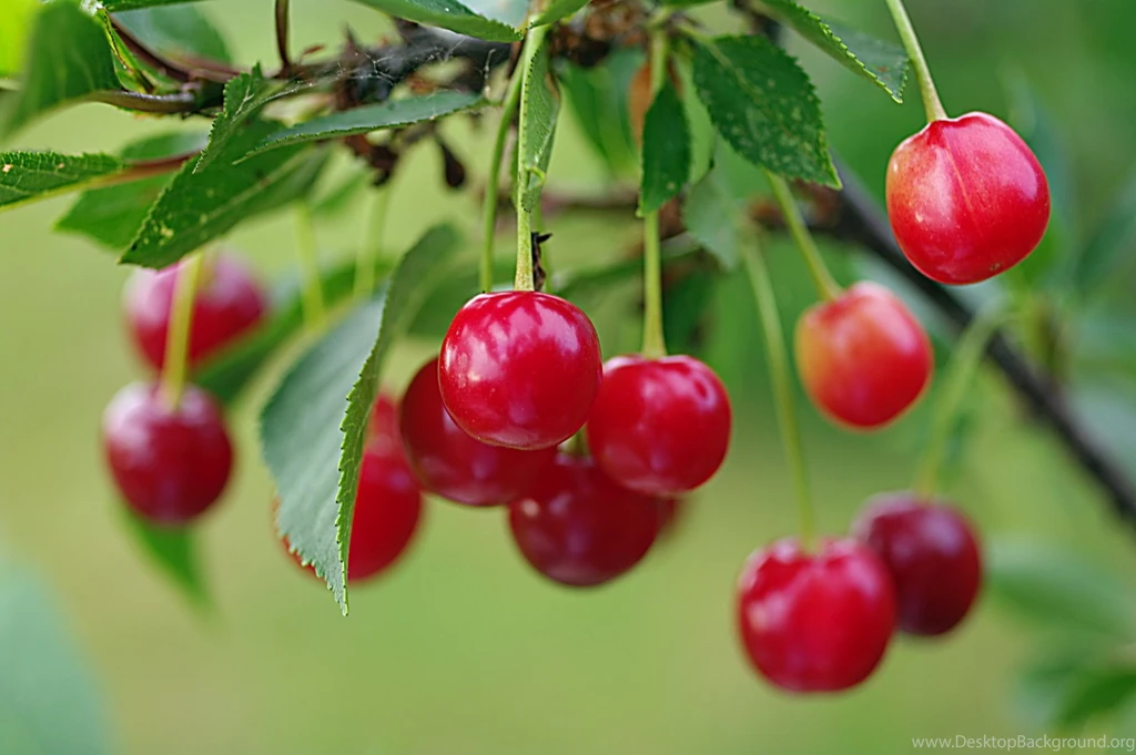 Summer Red Cherry Wallpapers   1920x1277   452813