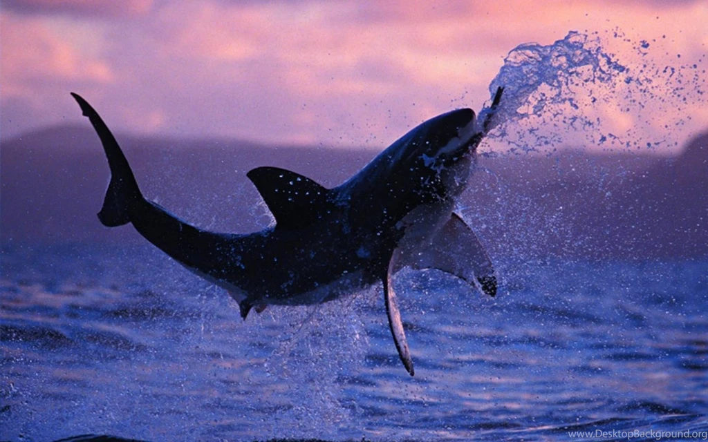 Shark Wallpapers