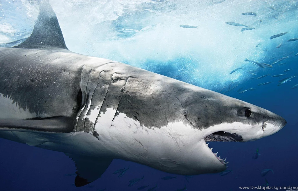 Pics, Facts, Funny Stuff About Animals & Nature Hd Shark Wallpapers