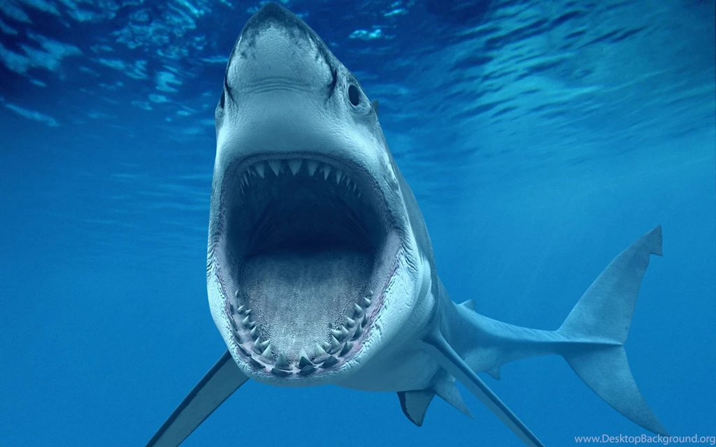 Awesome Shark Photo